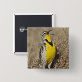 Western Meadowlark (Strunella neglecta) Button (Vorne & Hinten)