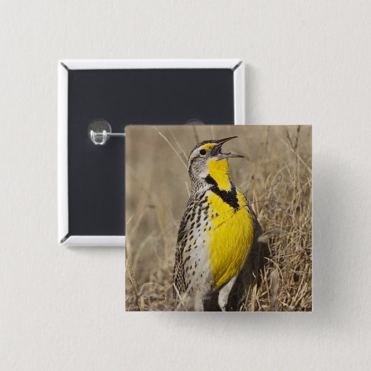 Western Meadowlark (Strunella neglecta) Button (Vorne & Hinten)