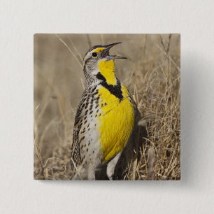 Western Meadowlark (Strunella neglecta) Button