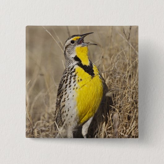 Western Meadowlark (Strunella neglecta) Button (Vorderseite)