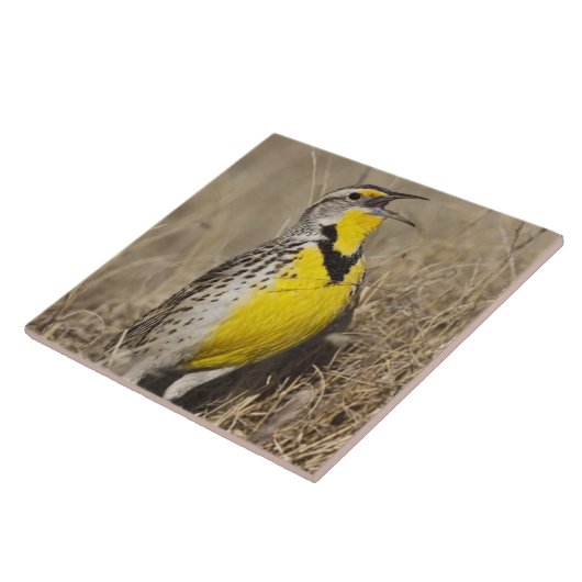 Western Meadowlark (Strunella neglecta) Fliese (Seite)