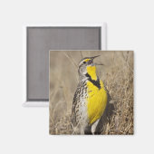 Western Meadowlark (Strunella neglecta) Magnet (Vorderseite/Rückseite)