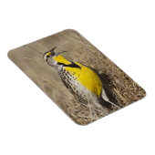 Western Meadowlark (Strunella neglecta) Magnet (Rechte Seite)