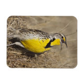 Western Meadowlark (Strunella neglecta) Magnet (Horizontal)