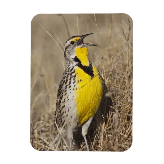 Western Meadowlark (Strunella neglecta) Magnet (Vertikal)