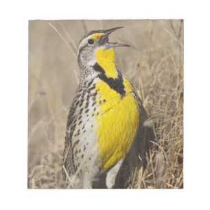 Western Meadowlark (Strunella neglecta) Notizblock
