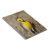 Western Meadowlark (Strunella neglecta) Notizblock (Rechte Seite)