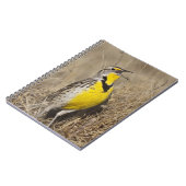 Western Meadowlark (Strunella neglecta) Notizblock (Linke Seite)