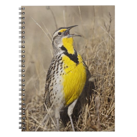 Western Meadowlark (Strunella neglecta) Notizblock (Vorderseite)