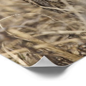 Western Meadowlark (Strunella neglecta) Poster (Ecke)