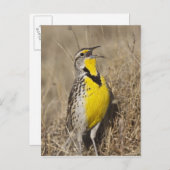 Western Meadowlark (Strunella neglecta) Postkarte (Vorne/Hinten)