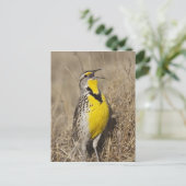 Western Meadowlark (Strunella neglecta) Postkarte (Stehend Vorderseite)