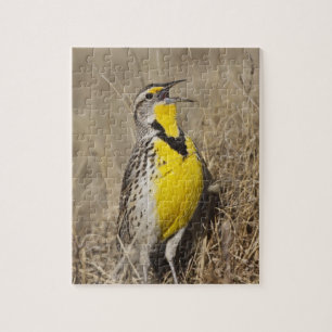 Western Meadowlark (Strunella neglecta) Puzzle