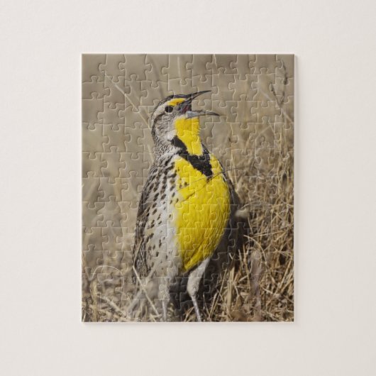 Western Meadowlark (Strunella neglecta) Puzzle (Vertikal)