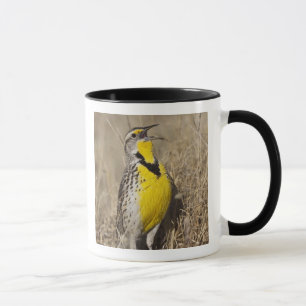 Western Meadowlark (Strunella neglecta) Tasse