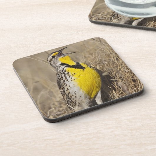 Western Meadowlark (Strunella neglecta) Untersetzer (Linke Seite)