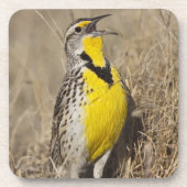 Western Meadowlark (Strunella neglecta) Untersetzer (Vorderseite)