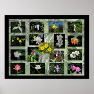 Western Montana Wildblumen drucken Poster