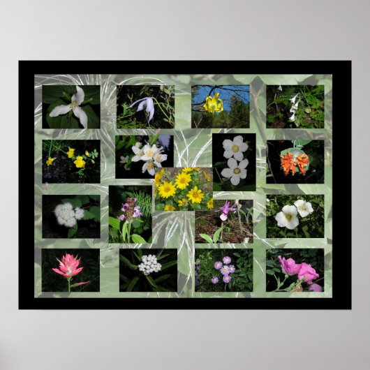 Western Montana Wildblumen drucken Poster (Vorne)