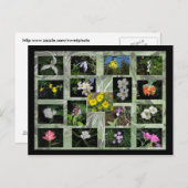 Western Montana Wildblumen Postkarte (Vorne/Hinten)