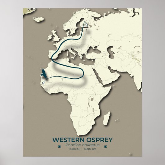 Western Osprey Migration Map - Minimalistisch Vint Poster (Vorne)