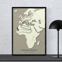 Western Osprey Migration Map - Minimalistisch Vint