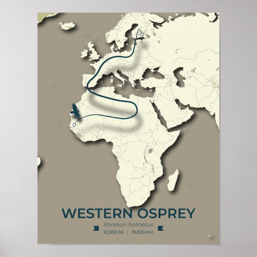 Western Osprey Migration Map - Minimalistisch Vint Poster (Vorne)
