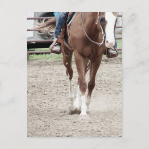 Western Paint Horse Postkarte