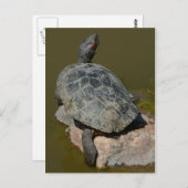 Western Painted Turtle Postcard Postkarte (Vorne/Hinten)