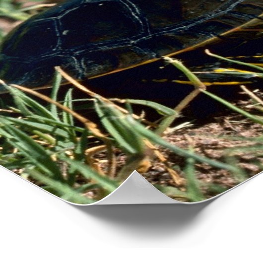Western Painted Turtle Poster (Ecke)