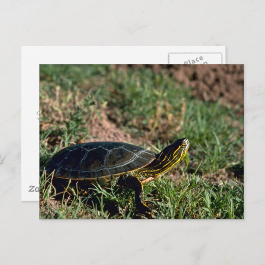 Western Painted Turtle Postkarte (Vorne/Hinten)
