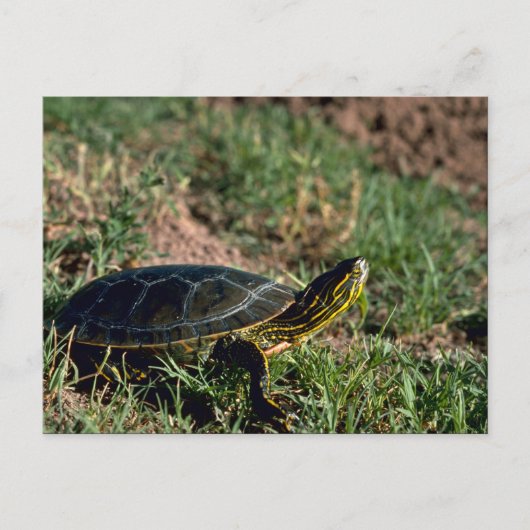 Western Painted Turtle Postkarte (Vorderseite)