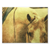 Western Palomino Fotodruck (Vorne)