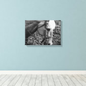 Western Palomino Leinwand Rossa (Insitu (Holzboden))