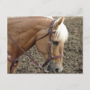 Western Palomino Postkarte