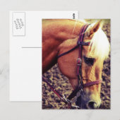 Western Palomino Postkarte (Vorne/Hinten)