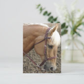 Western Palomino Postkarte (Stehend Vorderseite)