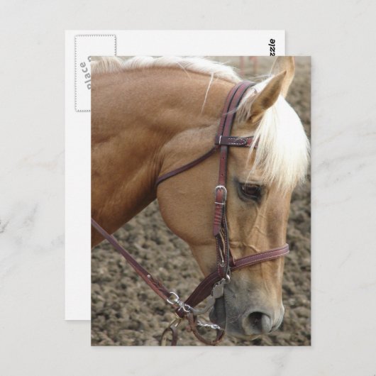 Western Palomino Postkarte (Vorne/Hinten)