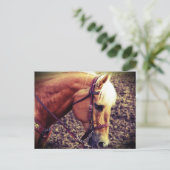 Western Palomino Postkarte (Stehend Vorderseite)