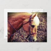 Western Palomino Postkarte (Vorne/Hinten)