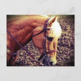Western Palomino Postkarte