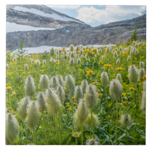 Western Pasqueflower Ost-Kootenay-Berge Fliese