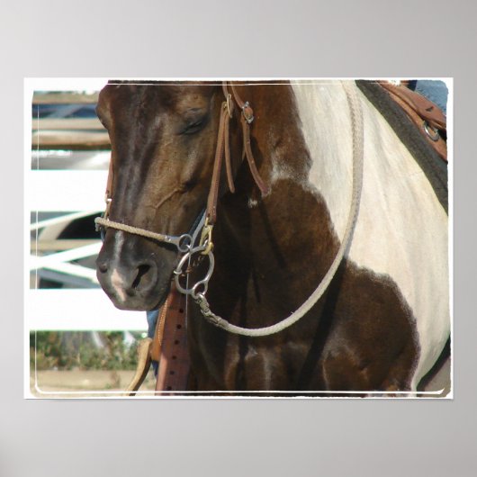 Western Pinto Pony Poster (Vorne)