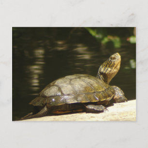 Western Pond Turtle Postcard Postkarte