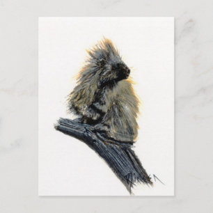 Western Porcupine Postkarte