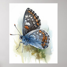 Western Pygmy Butterfly Art Print Poster