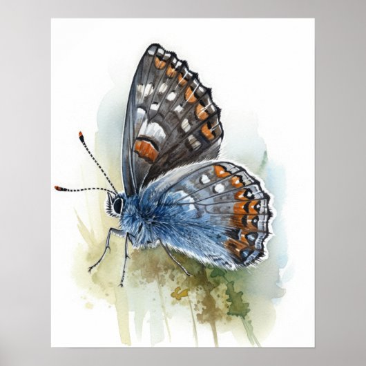 Western Pygmy Butterfly Art Print Poster (Vorne)