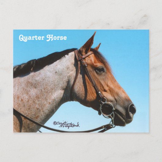 Western Quarter Horst Postkarte (Vorderseite)