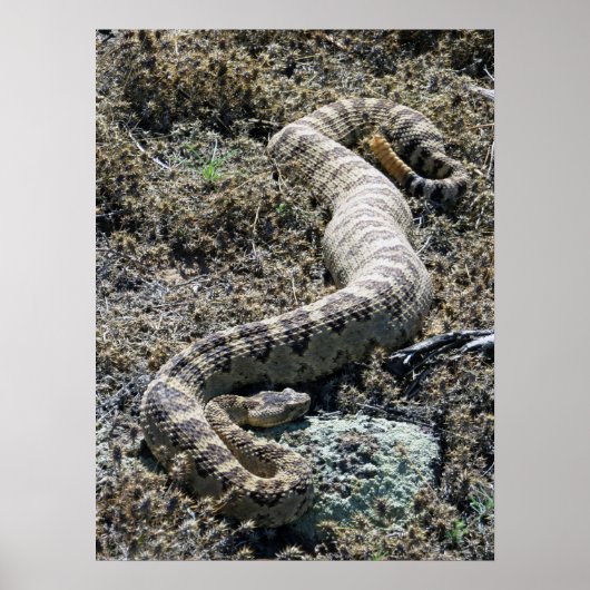 Western Rattlesnake Poster (Vorne)