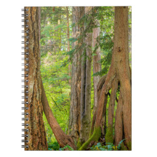 Western Red Cedar Baum Bundesstaat Washington Notizblock